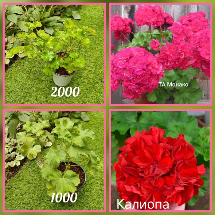 Пеларгонии укорененные растения