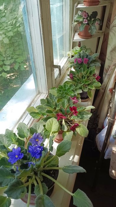 Цветы домашние в отличном состояние