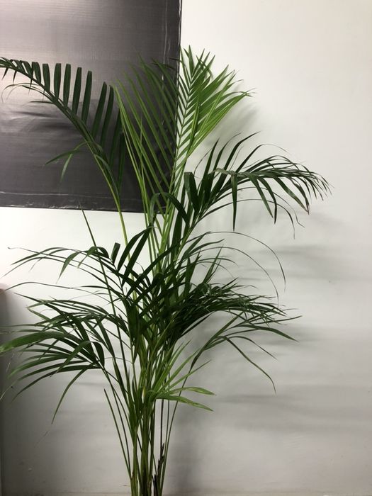 пальма маленькие годавалые