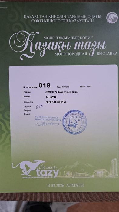 Арлан сатылады тазы