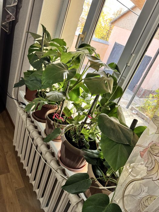 Домашние комнатные цветы