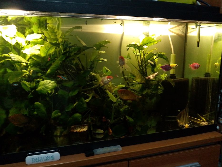 Vand Acvariu cu accesorii si pesti.