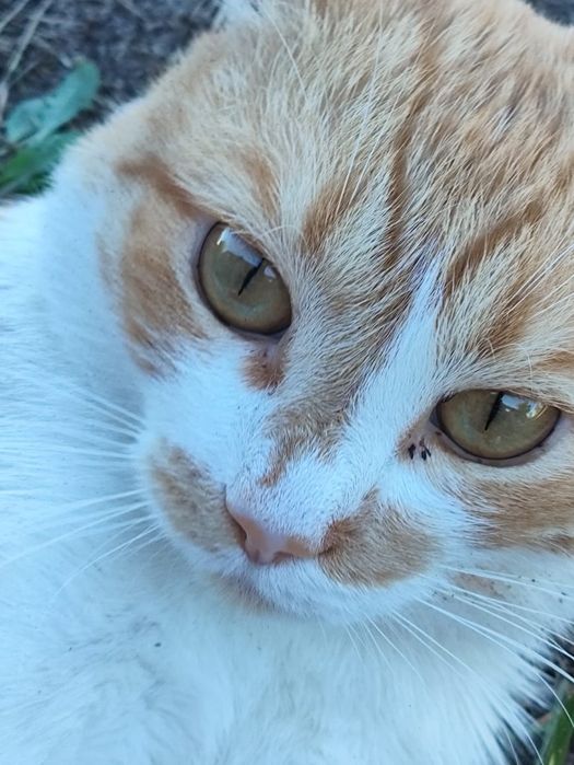 Отдам котика молодого