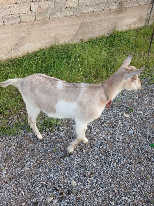 Алпи сатылад жақсы