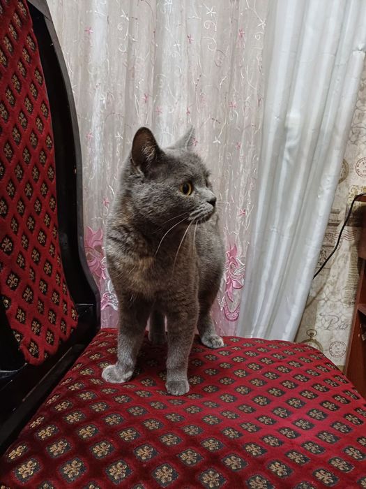 Кошка СКОТТИШ ФОЛД (шотландская) продаю