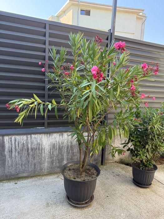 Plante de curte la ghiveci  are cam 1.5..1.7 m
