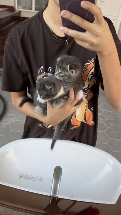 шатладские вислоухие котята