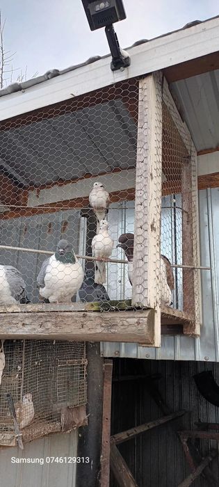 DISPONIBILI  se dau toți 4 Perechi  .mai am și 2 perechi Turturele