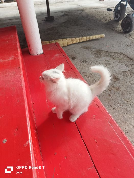 Әдемі, породный мысық