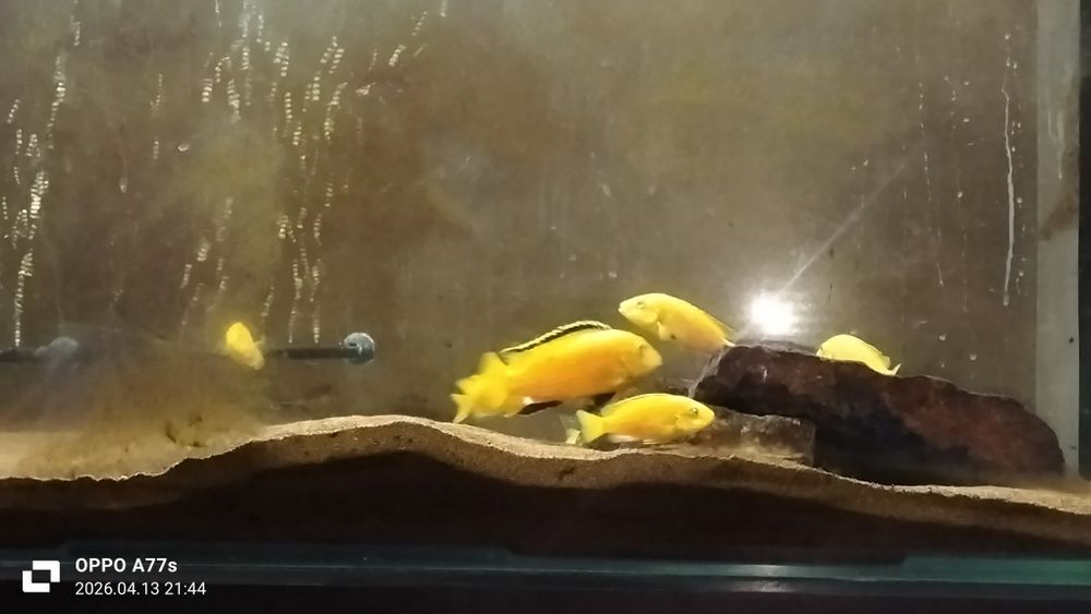 Продам рыбка еллоу