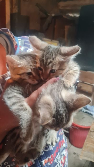 Котята. Примерно 2мес.