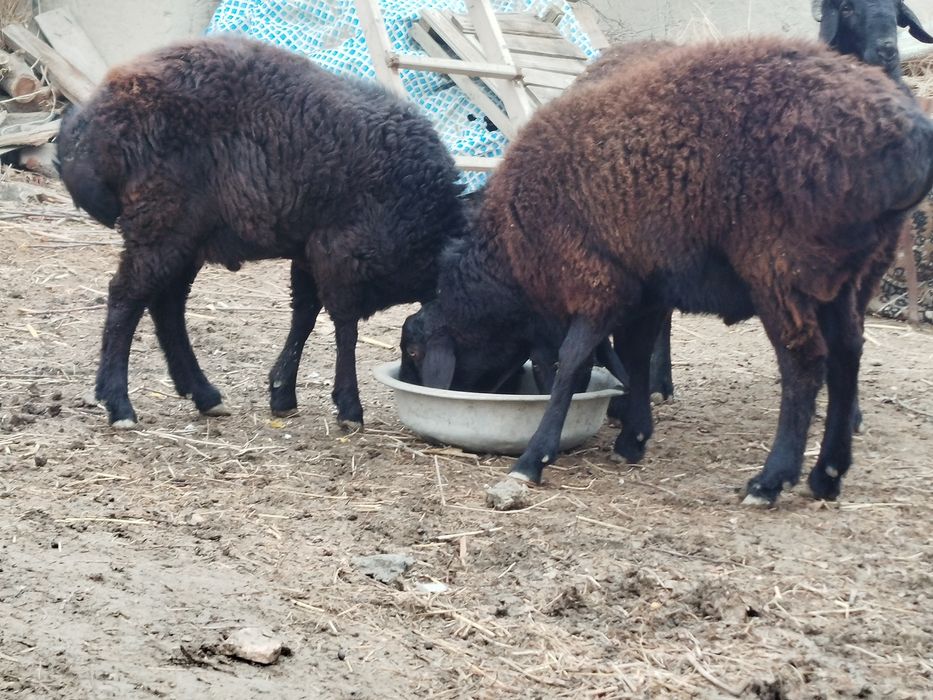 Qoʻchqor barralar sotiladi