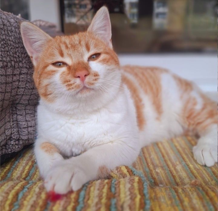 Мъжко коте на 7 месеца  търси своя дом