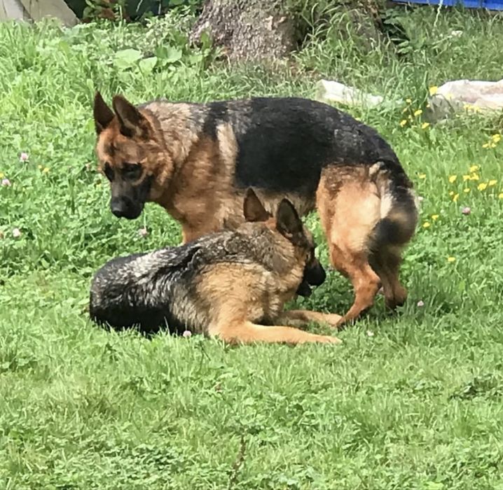 Щенки немца служебные рабочие