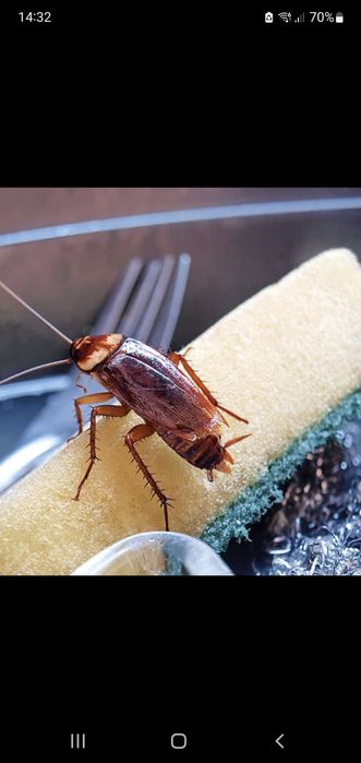 OFER Dezinfecție și Deratizare