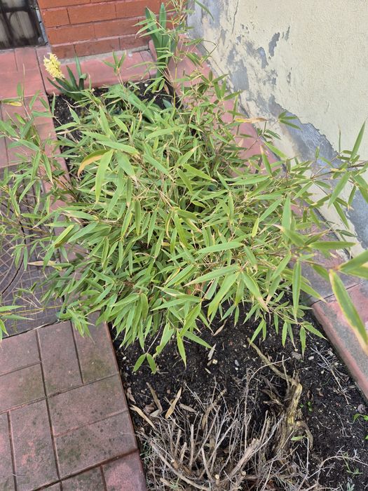 Bambus veșnic verde