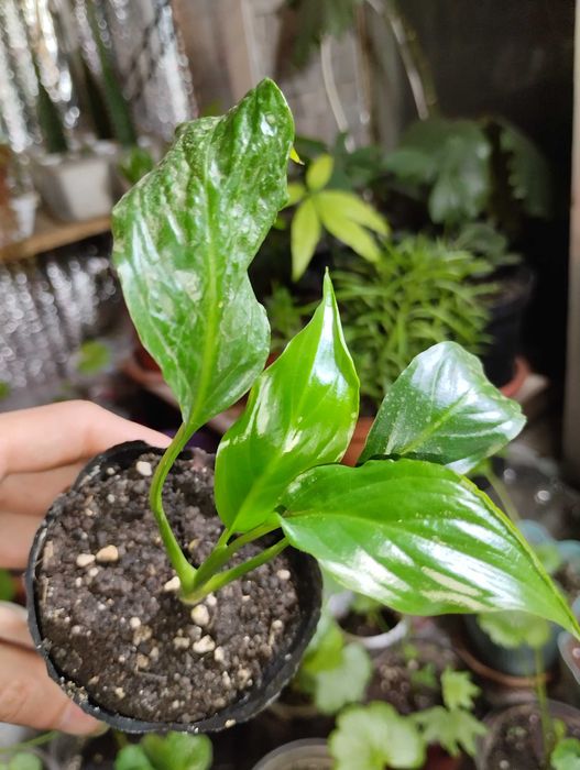 Комнатные цветы от 500тг