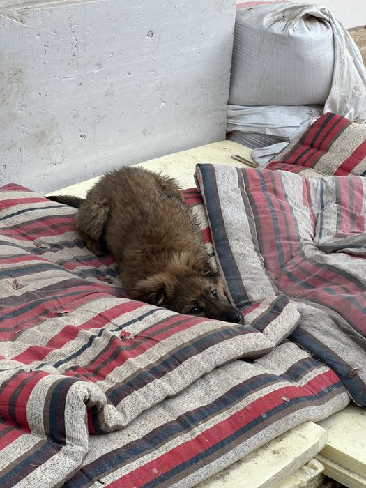 Ищем добрые руки для щенка