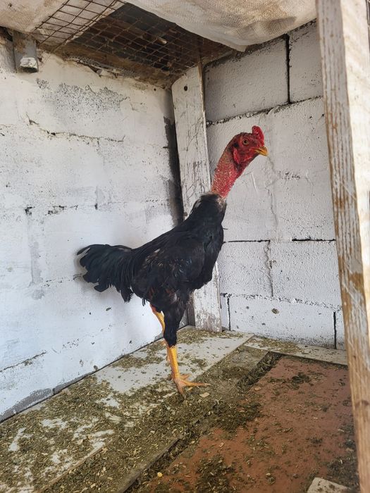 Сатамын шоже кораз 10000