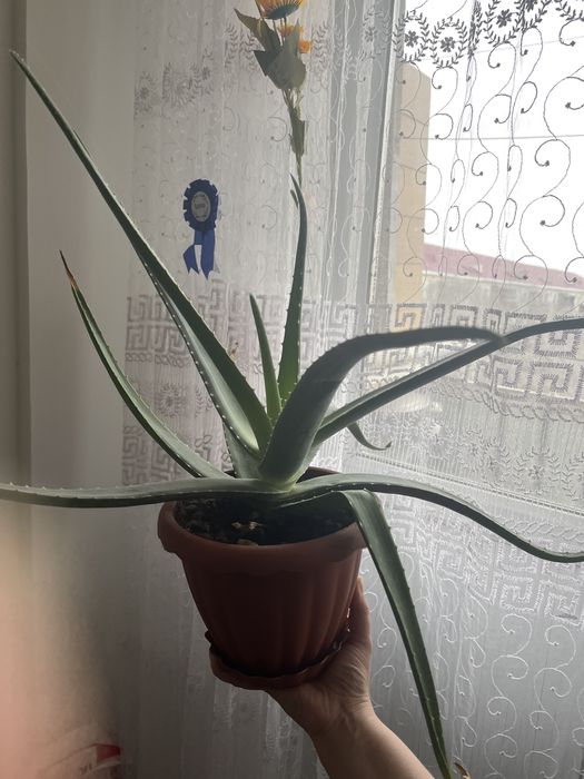 Продается лечебная Алоэ вера