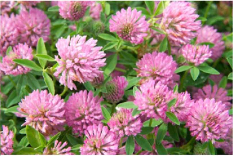 Seminte trifoi rosu, suedez, de Alexandria, incarnat, persan sau alb