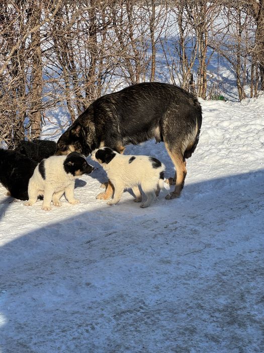 Щенки бесплатно