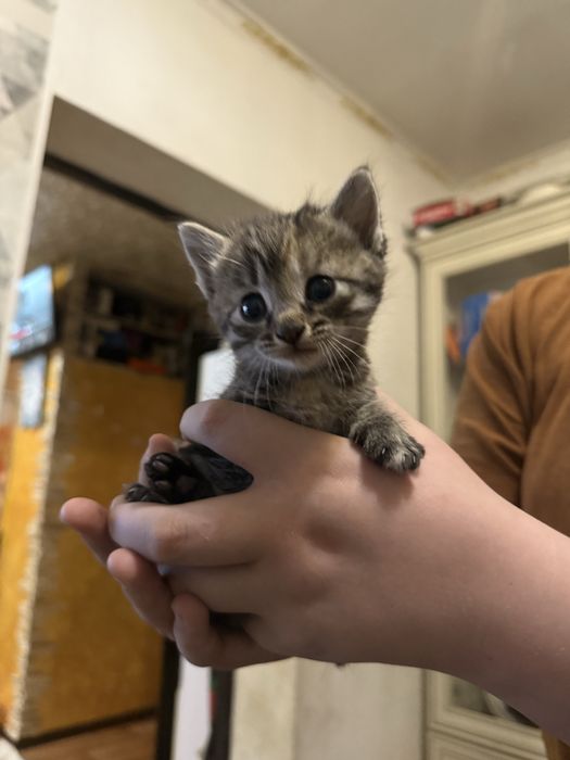 Котята Бегальские
