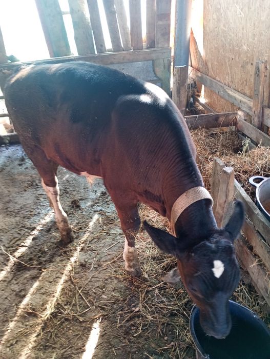 Tăuraș de vânzare are 3 lunii