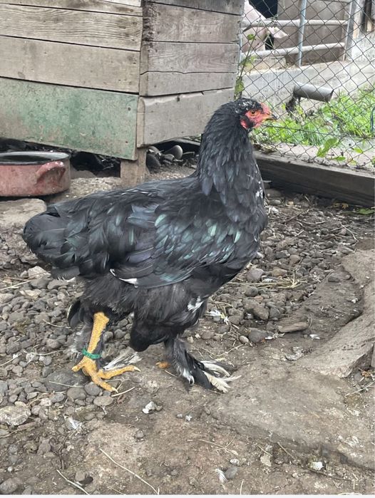 Brahma bobat de vanzare