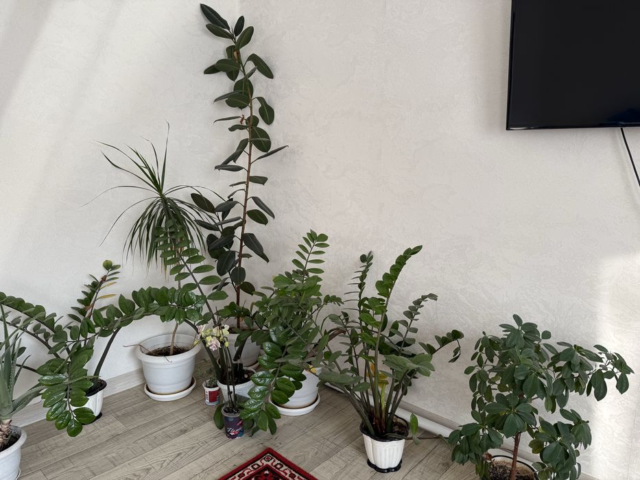 Комнатные цветы фикус доллар, орхидея