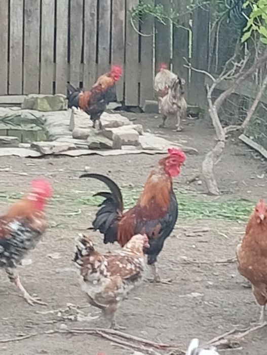 Vand cocosi si americane(pitici)