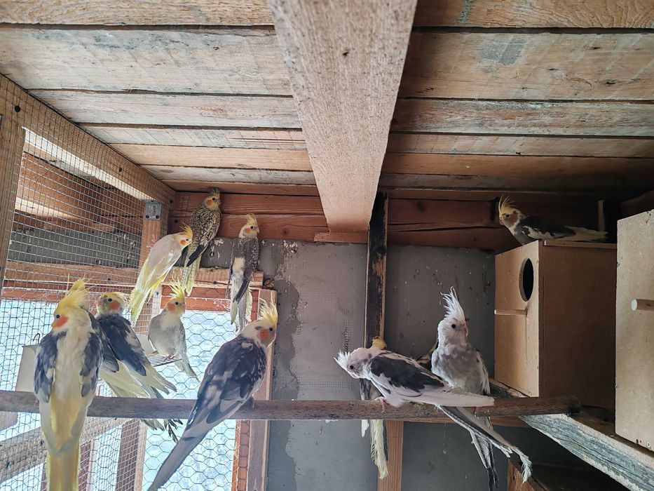 Disponibil femela nimfa