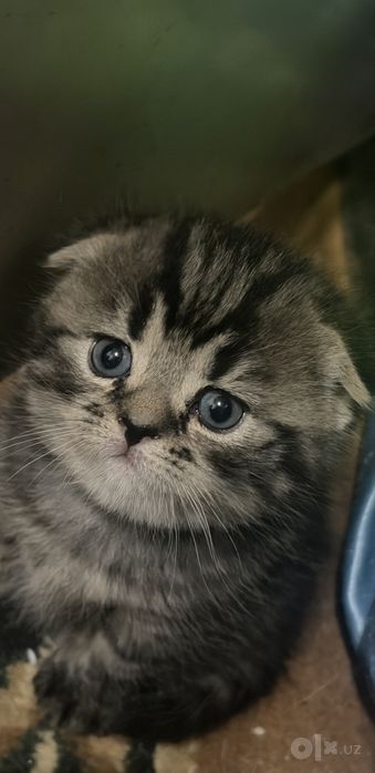 Продаётся котята
