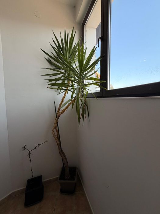 Planta ornamentala Yukka
