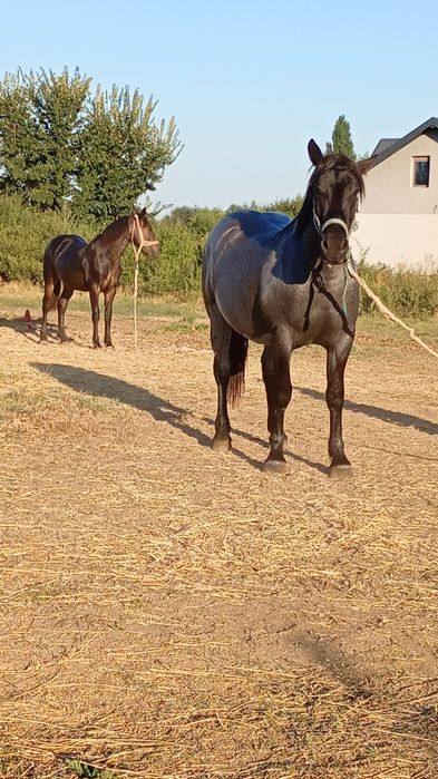 Vând mânză de 2 ani neschimbată din părinții grei  greutate  800,900