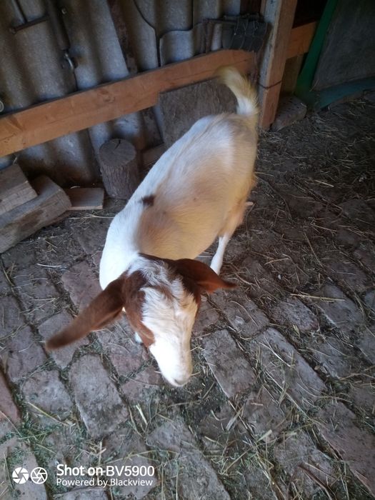 Ieduță boer 3, 5 luni ecornata
