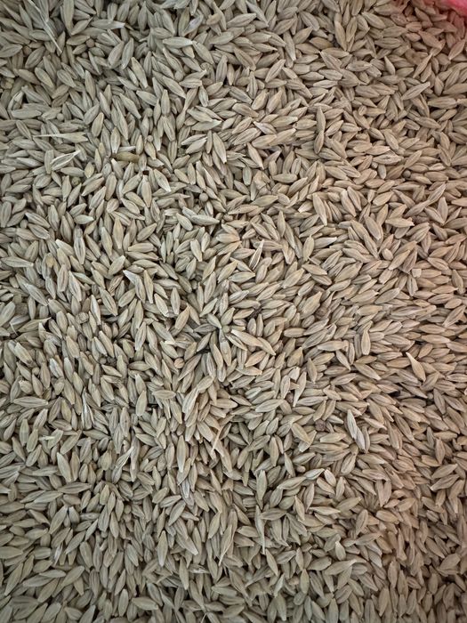 Арпа ұрық ячмень семена