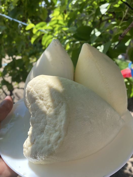Branza de vaca  engros