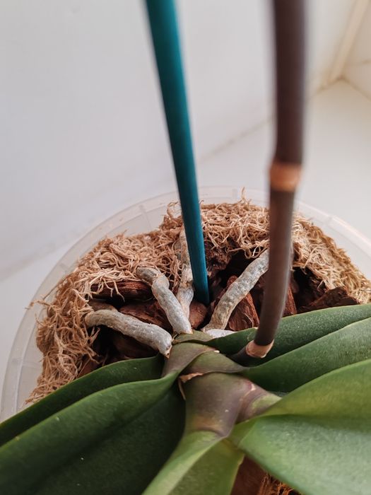 Орхидея фаленопсис