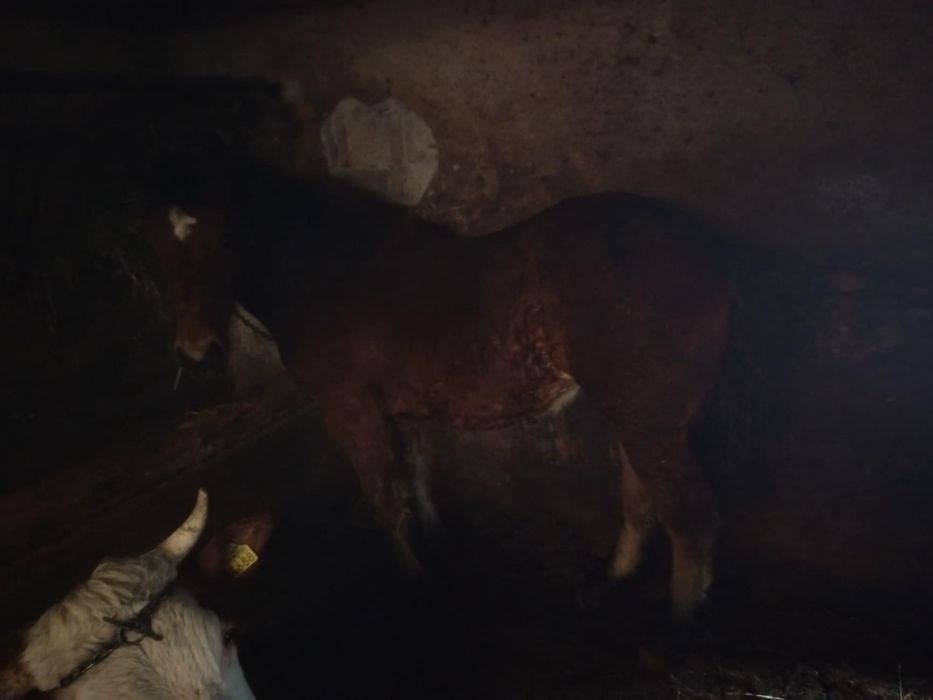 Iapa de vânzare  9 luni