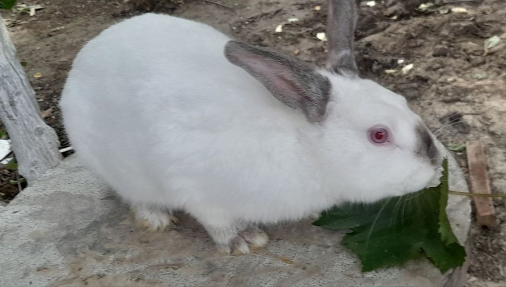 Қуён урғочиси сотилади, 7 ойлик/ Продаётся Кролик самец, 7 месяцев