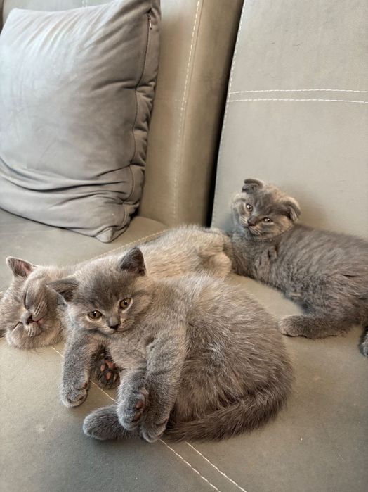 Британски котенца