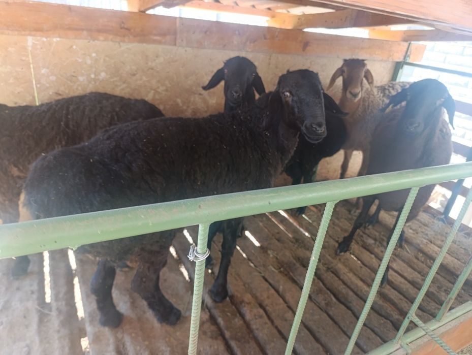 Бараны жирные на откорме