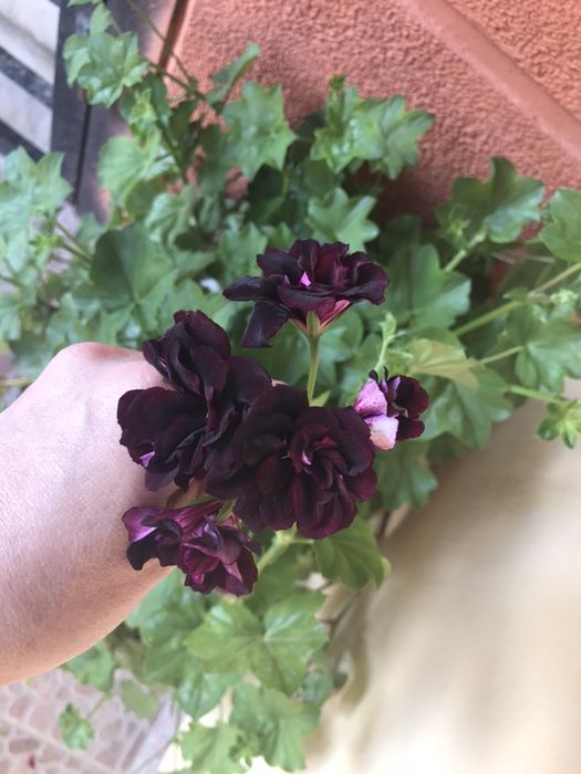 Сакъзчета резник