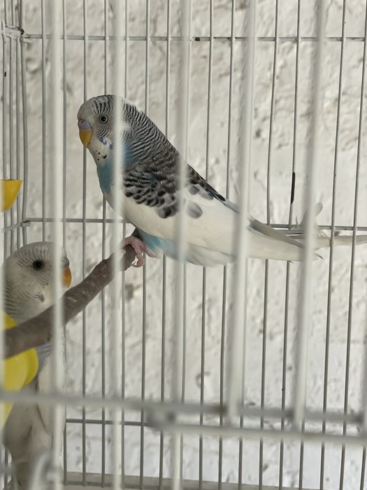 Волнистые попуги