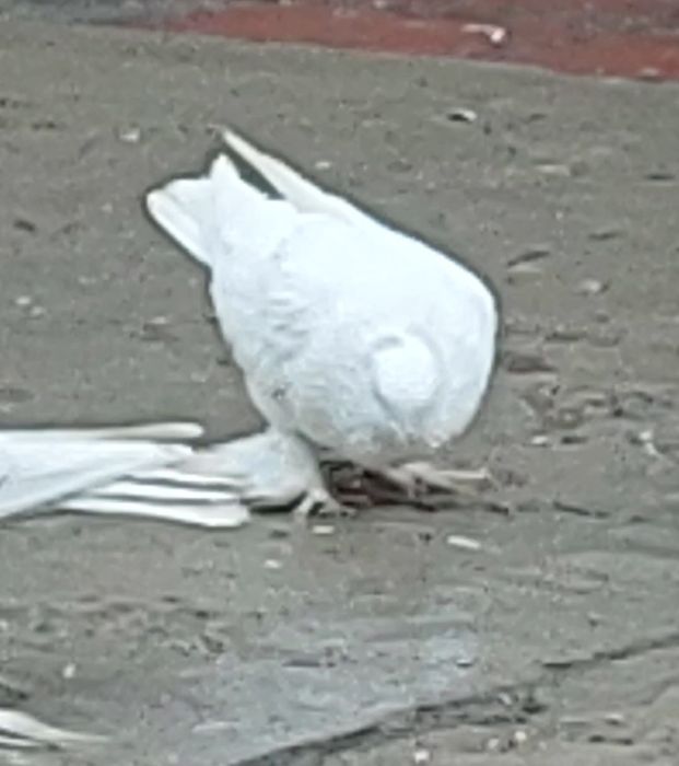 Кептер Құс Голуби