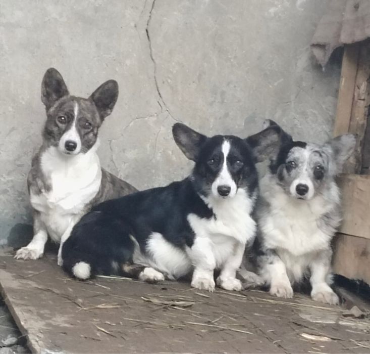 Вельш корги кардиган