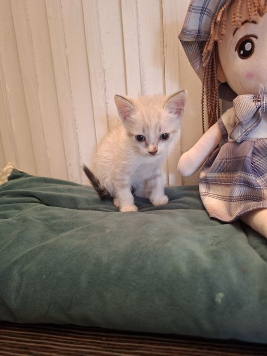Котенок ищет себе добрых хозяев.