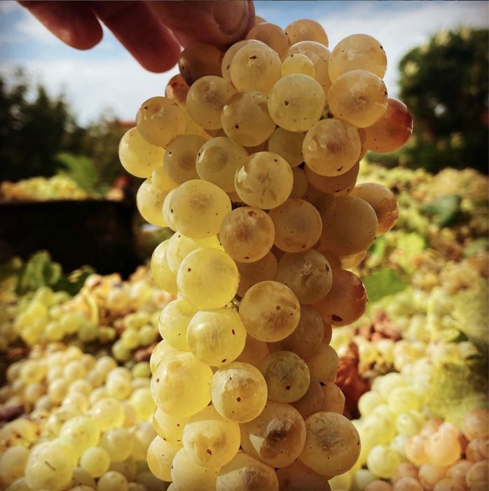 Vand struguri de vin