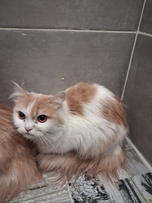 Отдам кошек в добрые руки